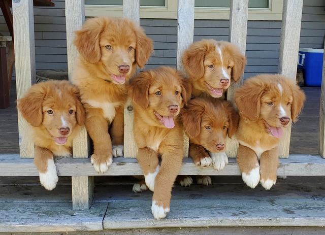 Chien nova scotia hot sale duck tolling retriever