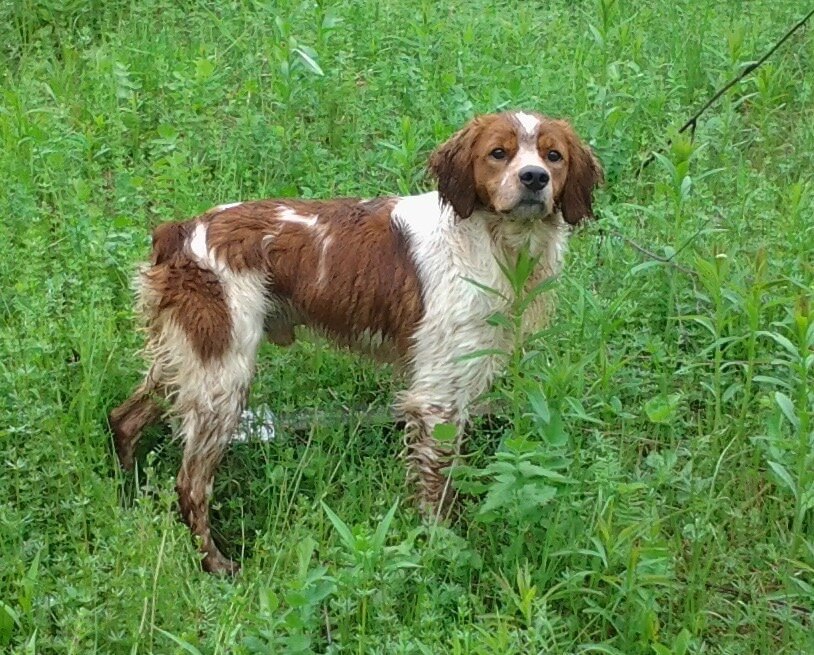 Chenils - Le-Chasseur